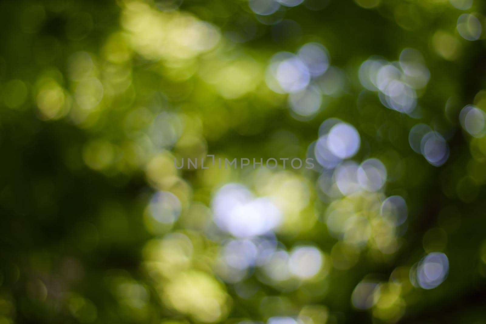 green leaves with bokeh, abstract blurred background, template