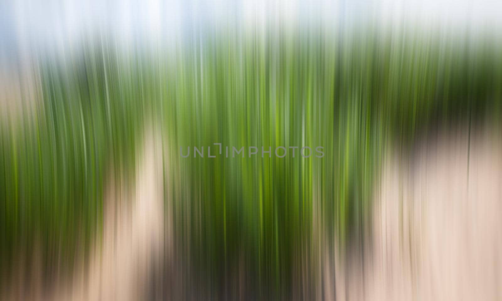 Green grass in the wind. Abstract blurred nature background.