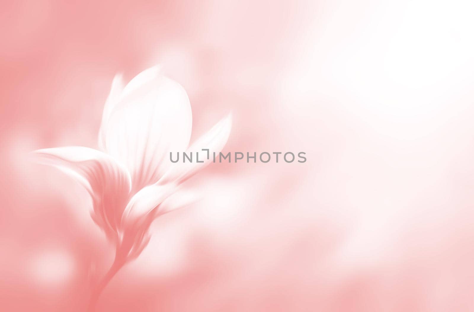 Soft focus image of blossoming magnolia flower in spring time with copyspace. Abstract blurred flowers. Intentional motion blur. Nature background in light pink tonality.