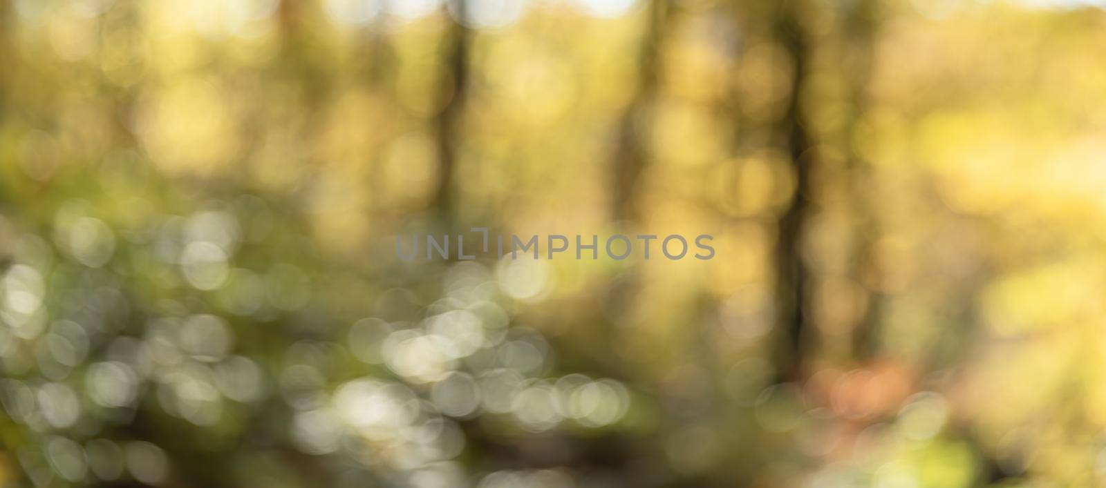 Blurred bright autumn background. by palinchak