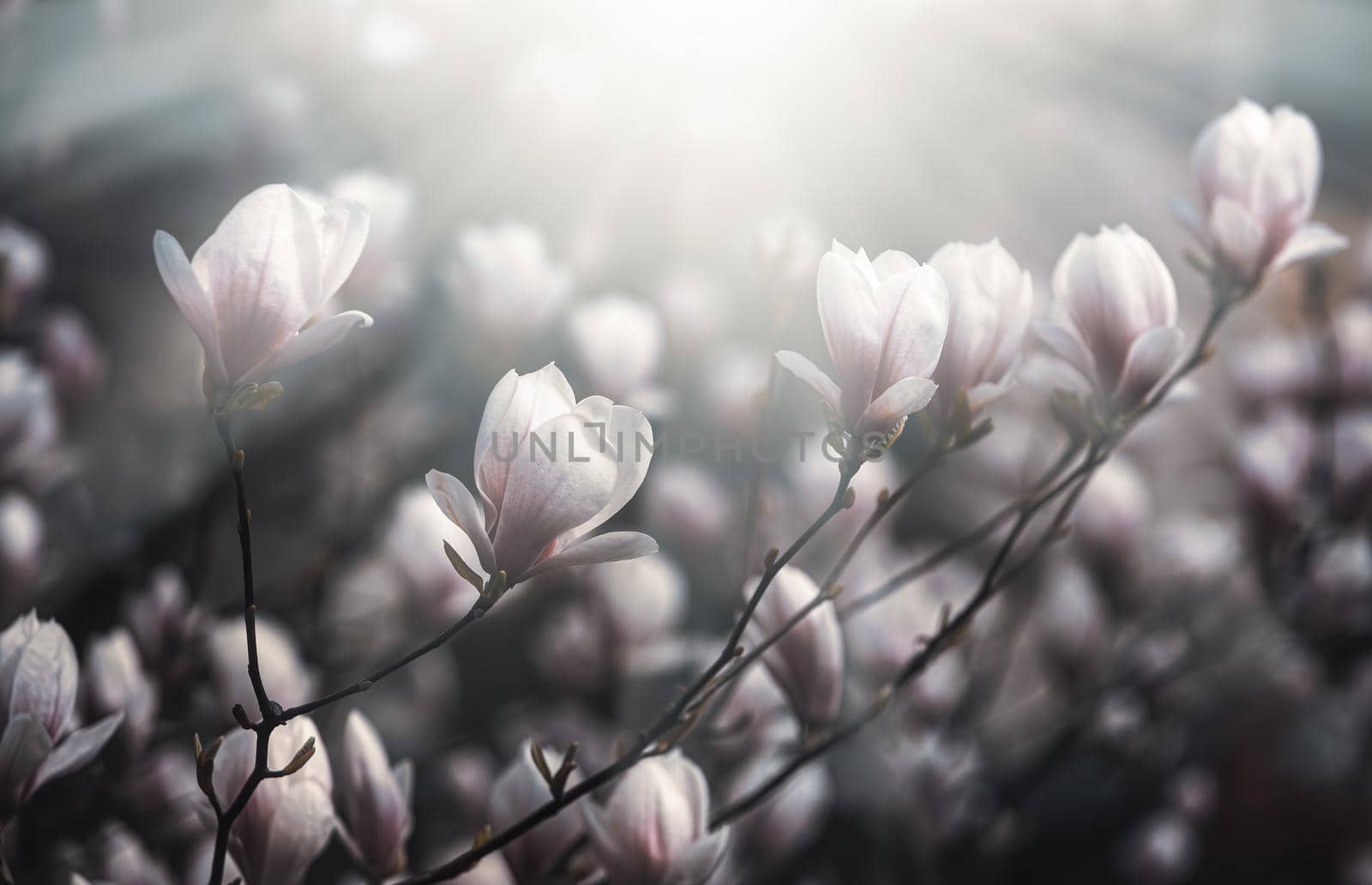 Magnolia flowers background. Beautiful nature scene with blooming tree and sun. Sunny day with spring flowers