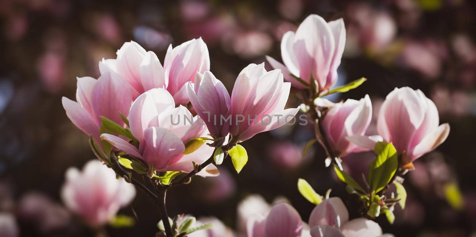 Magnolia flowers background. Beautiful nature scene with blooming tree and sun. Sunny day with spring flowers