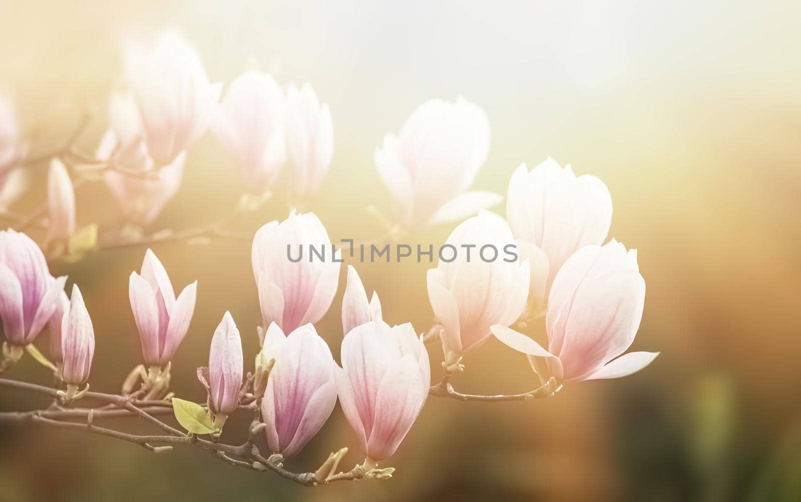 Magnolia flowers background. Beautiful nature scene with blooming tree and sun. Sunny day with spring flowers