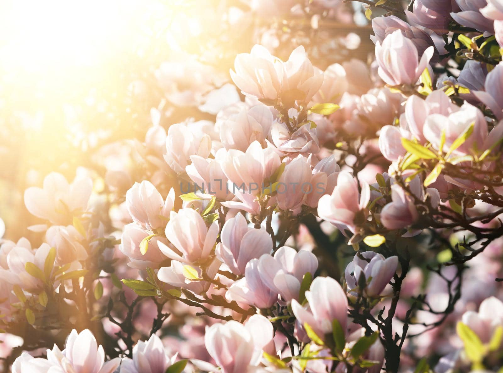 Magnolia flowers background. Beautiful nature scene with blooming tree and sun. Sunny day with spring flowers