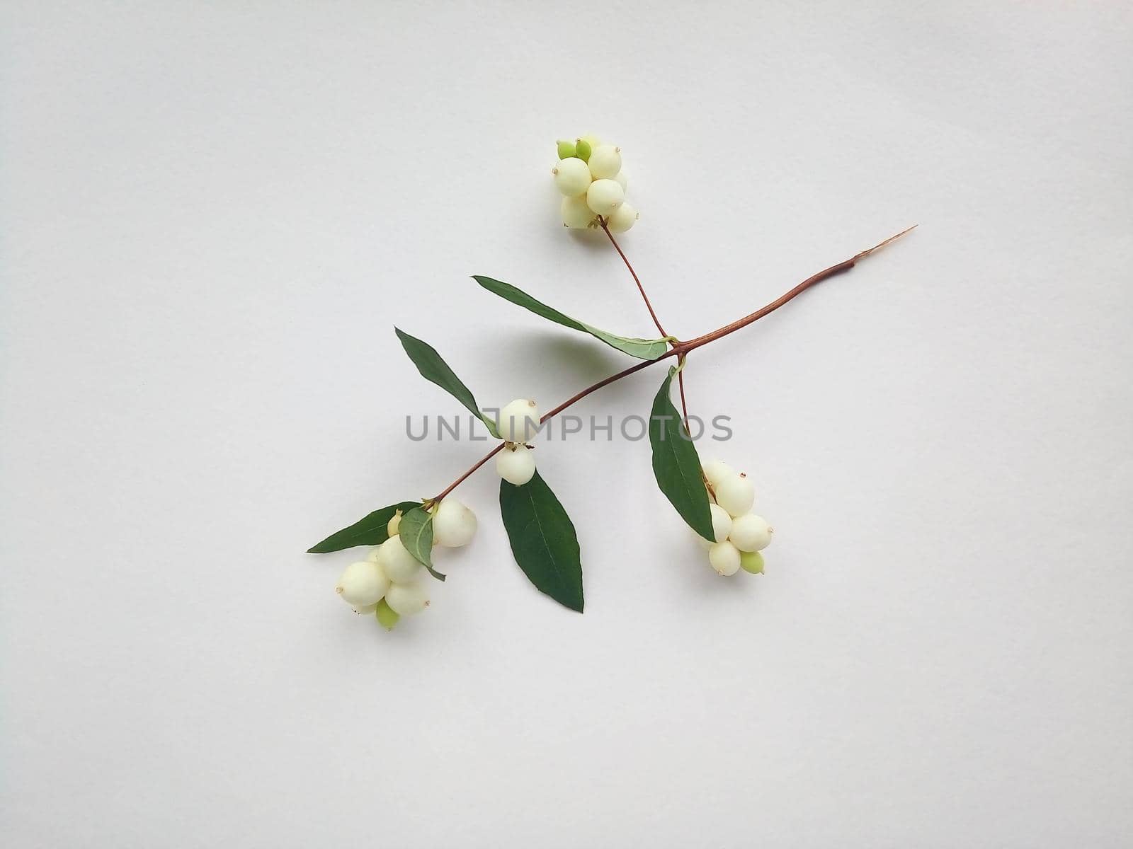 Dogwood branch with white berries on a white background.