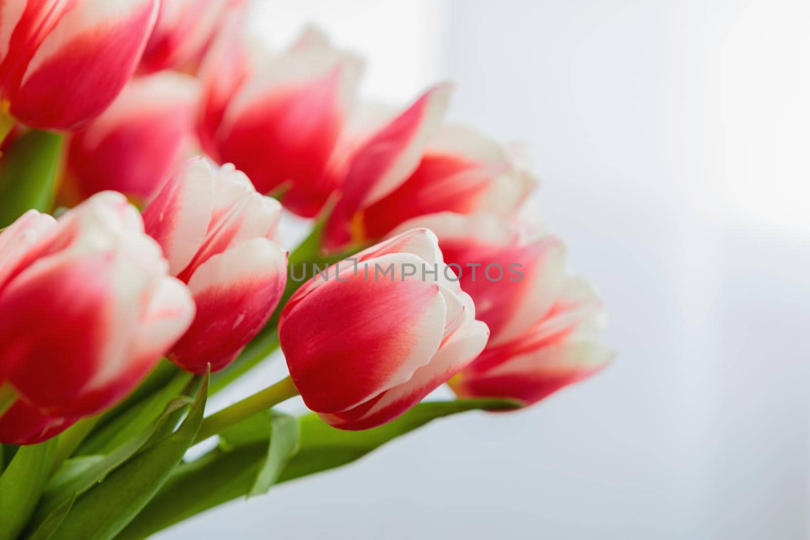 Red and white bud of a blooming tulip. Macro photography inside. Change of focus, close-up.