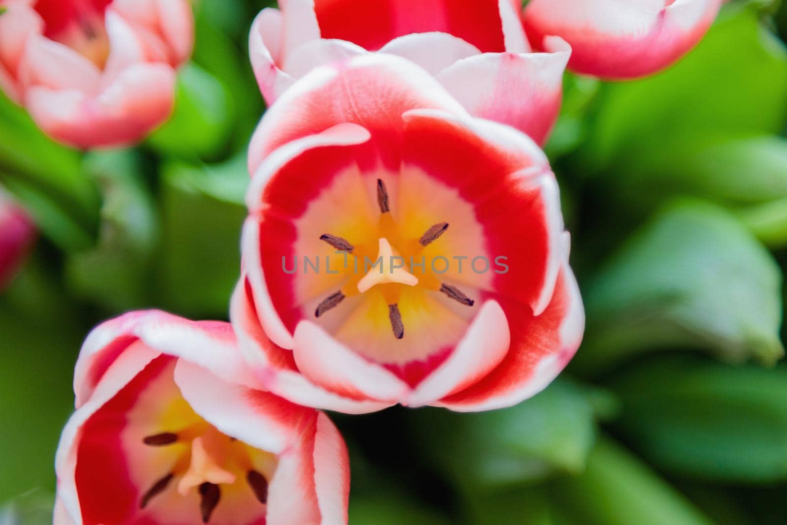 Red and white bud of a blooming tulip. Macro photography inside. Change of focus, close-up.