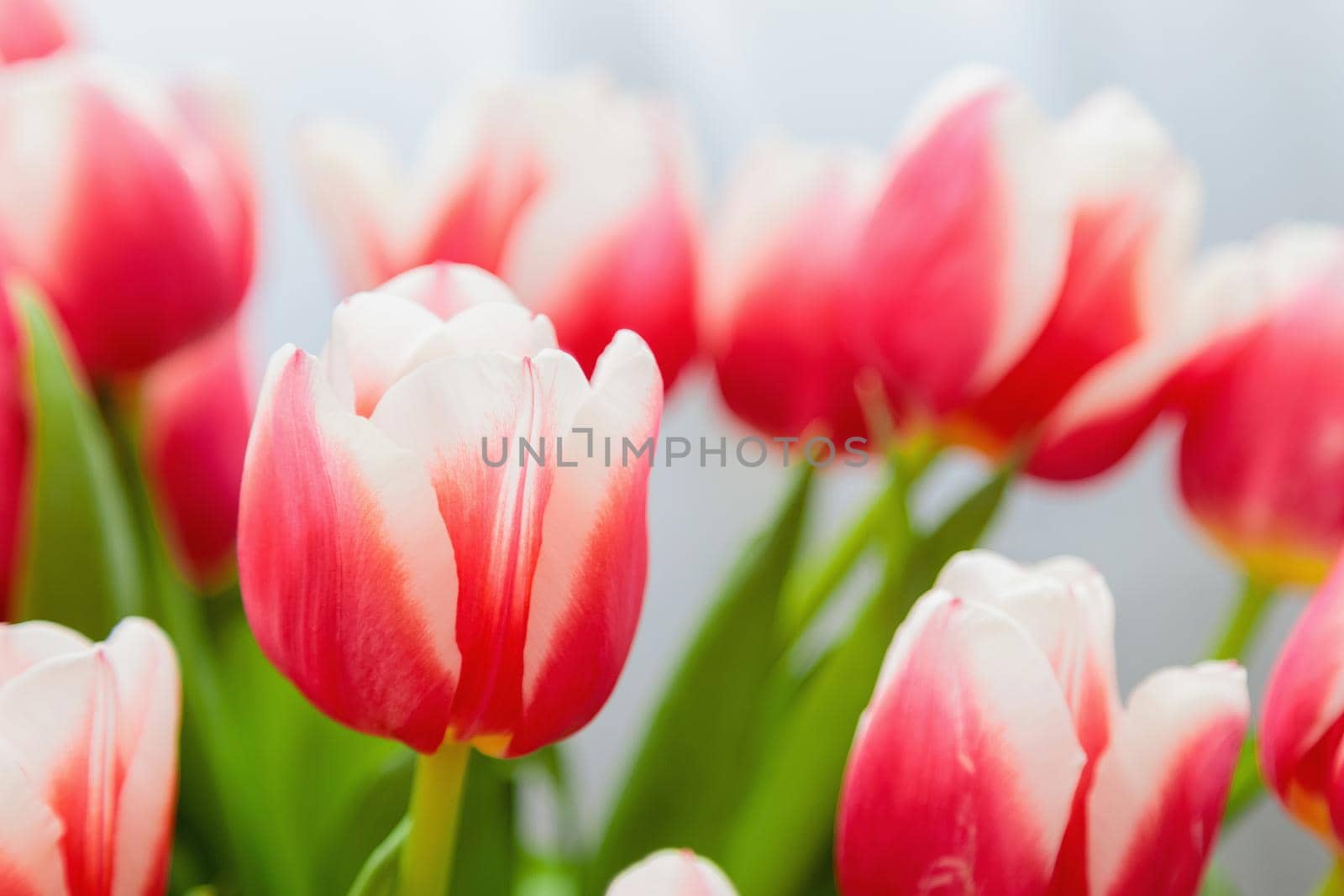 Red and white bud of a blooming tulip. Macro photography inside. Change of focus, close-up.