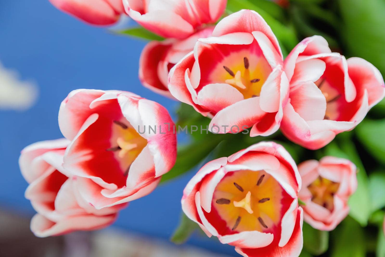 Red and white bud of a blooming tulip. Macro photography inside. Change of focus, close-up.