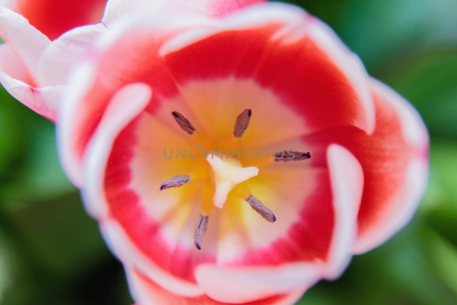 Red and white bud of a blooming tulip. Macro photography inside. Change of focus, close-up.