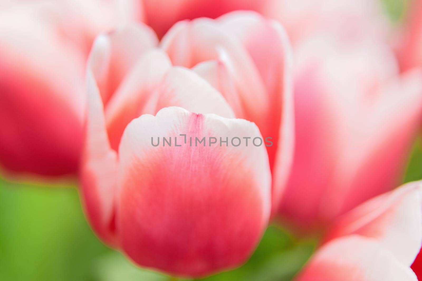 Red and white bud of a blooming tulip. Macro photography inside. Change of focus, close-up.
