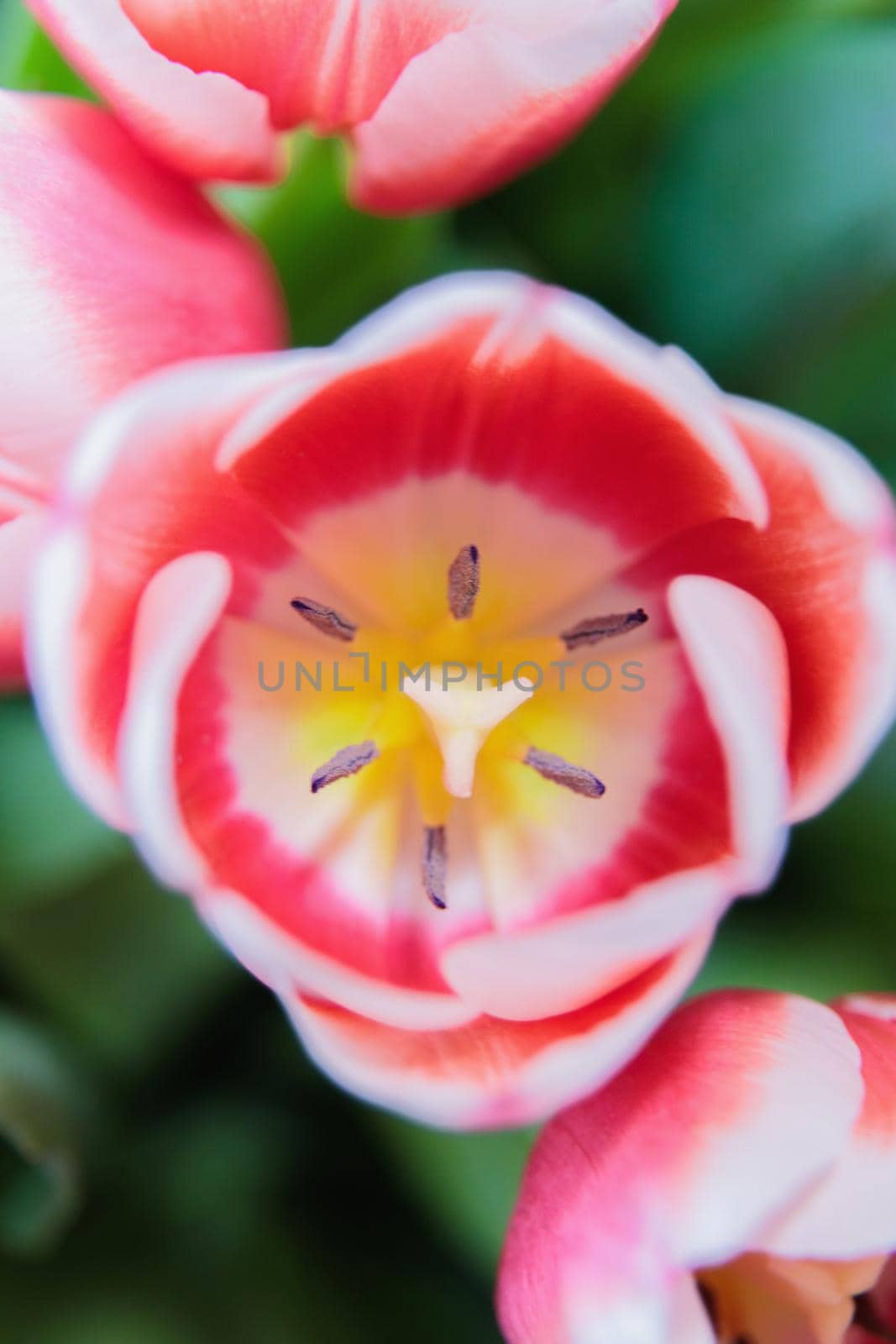 Red and white bud of a blooming tulip. Macro photography inside. Change of focus, close-up.