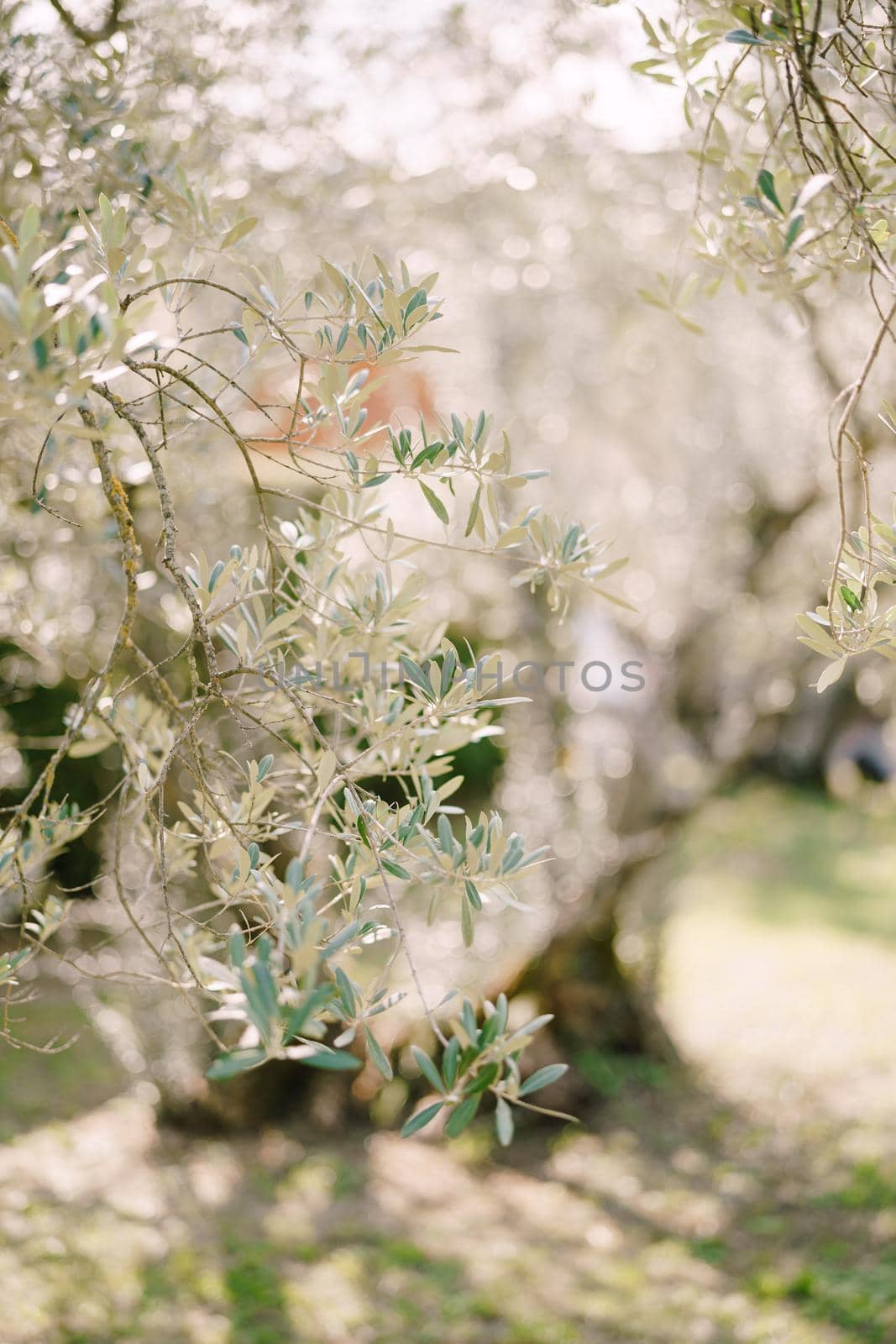 A close-up of an olive branch on a tree. Blurred background