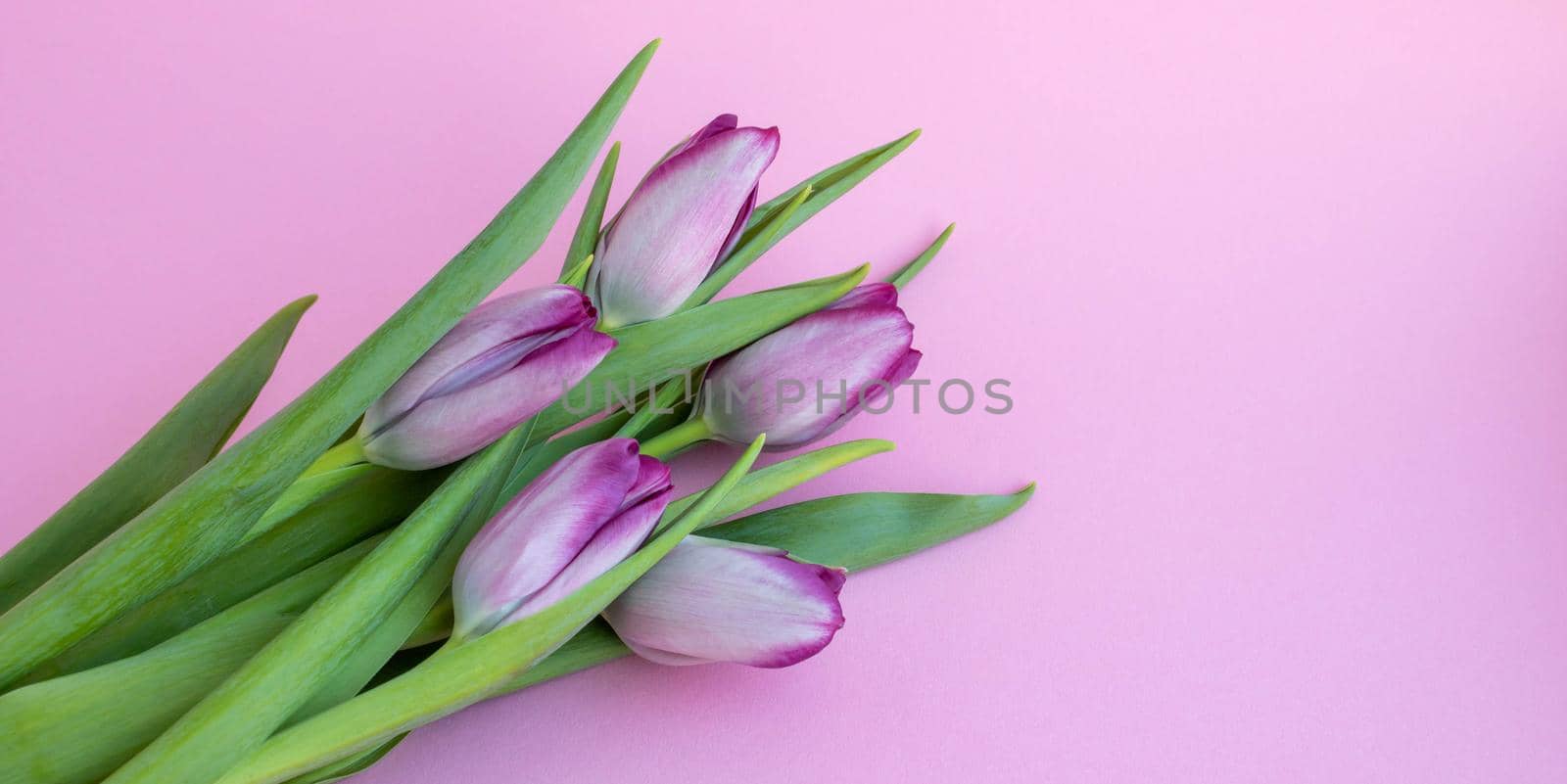 Delicate lilac tulips on a pink background. Greeting card, wallpaper, background. Happy Mother's Day, Easter, Valentine's Day, or wedding.