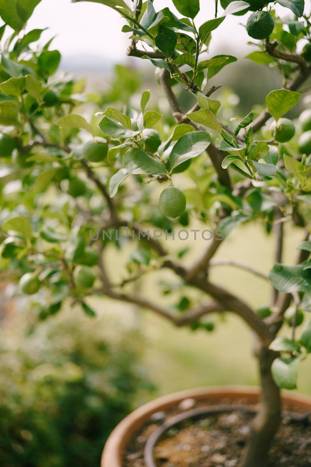 Lemon trees in pots, green lemons on a tree, close-up.
