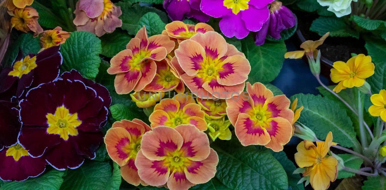Primrose is multicolored in full bloom. Primula vulgaris blooms by lapushka62
