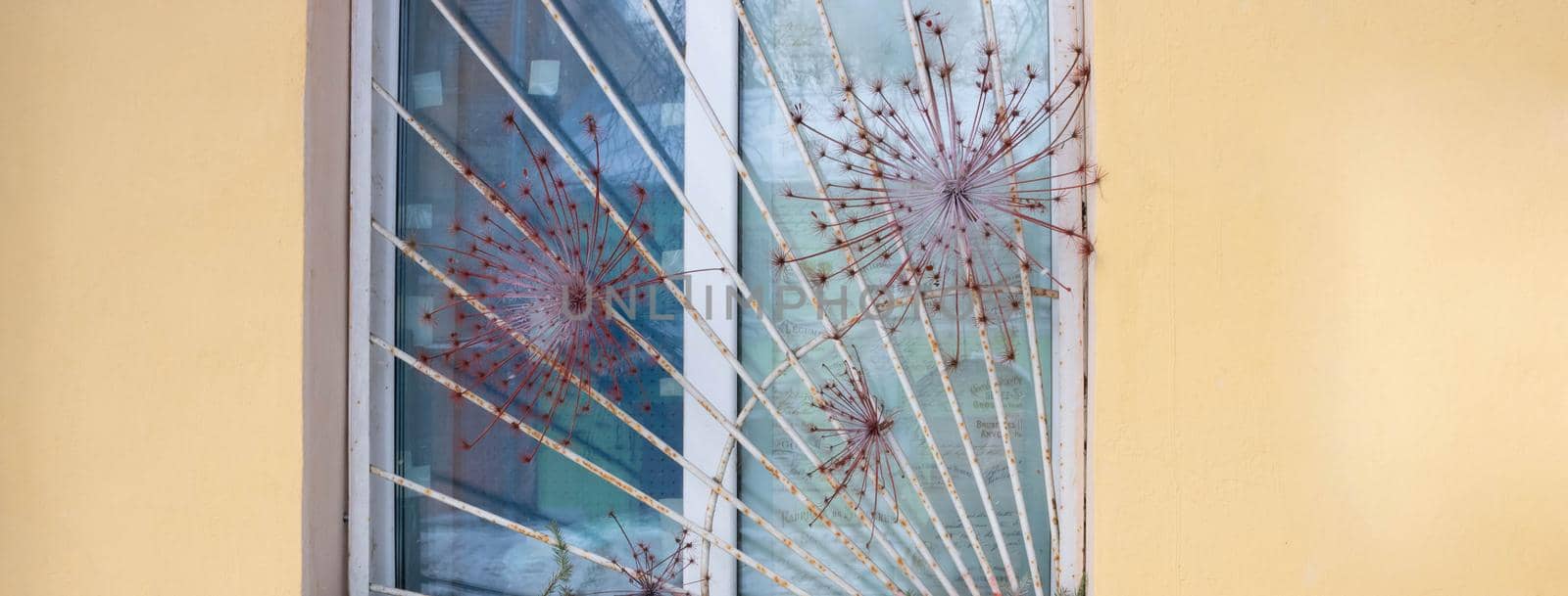 Window with grating and dry umbrella plants.