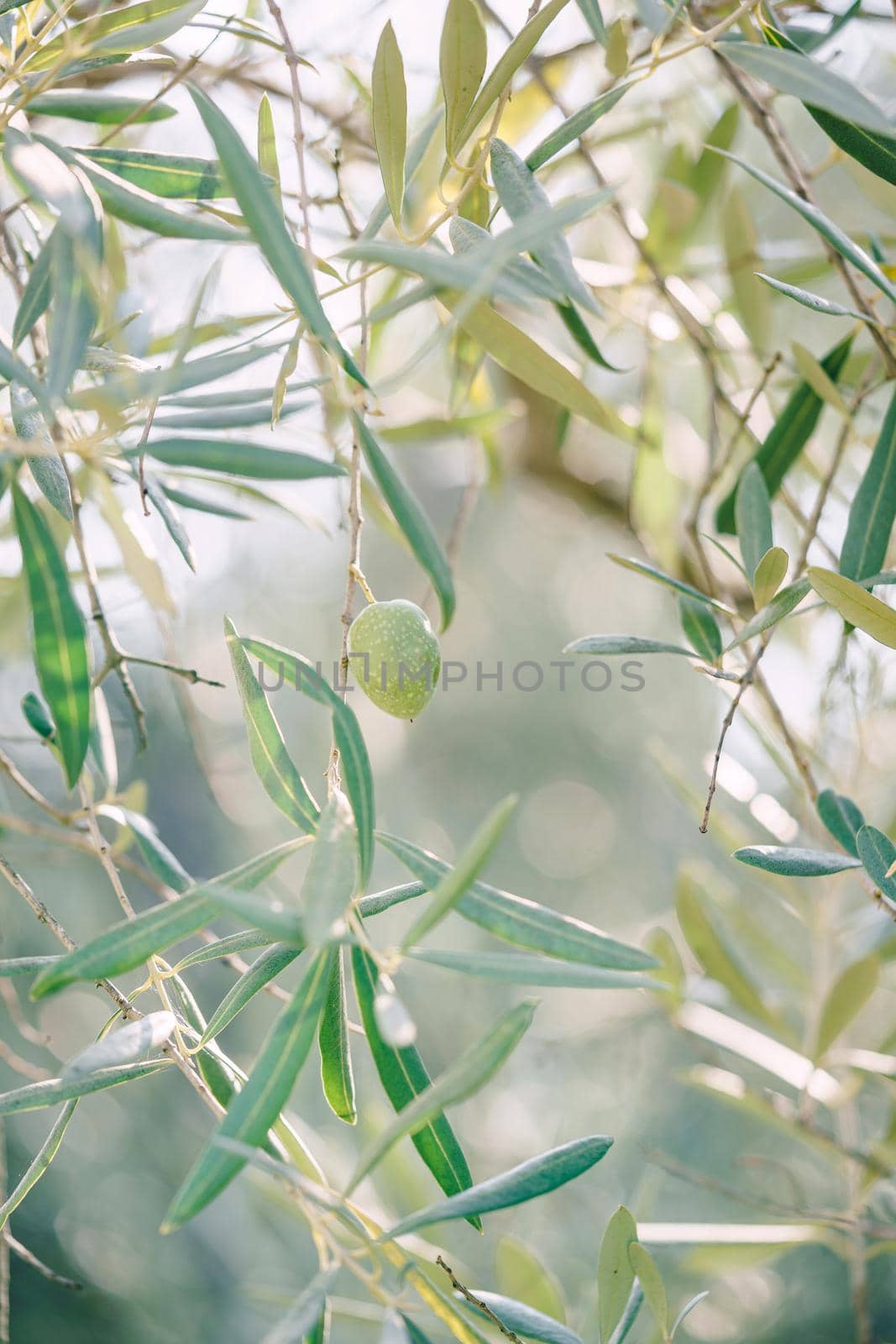 A close-up of olives on a tree branch. Blurred background.