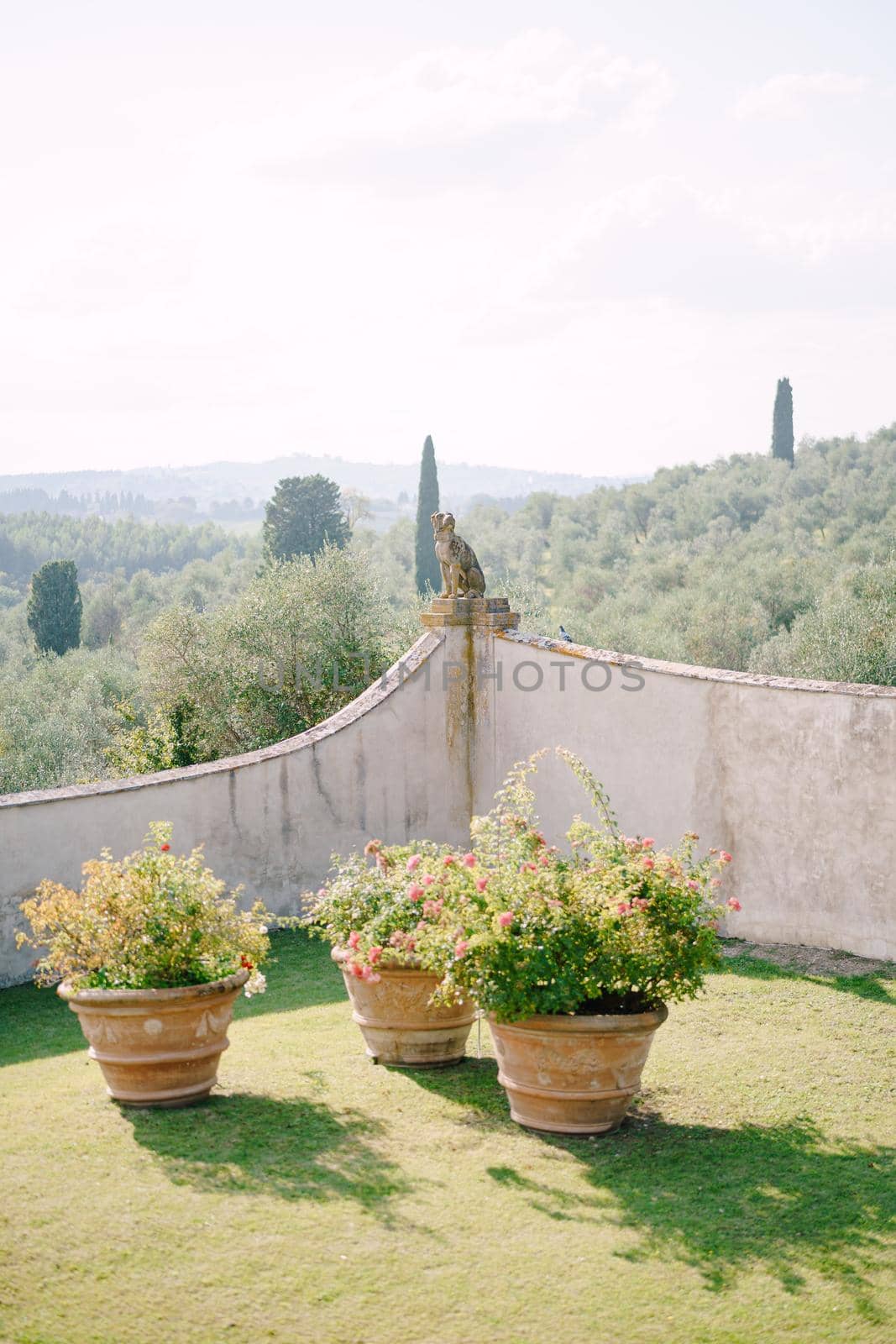 Three large clay pots with pink roses on the lawn, in the garden of an old villa