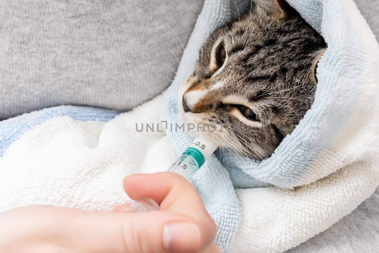 Kitten wrapped in a towel drinks medicine from a syringe.