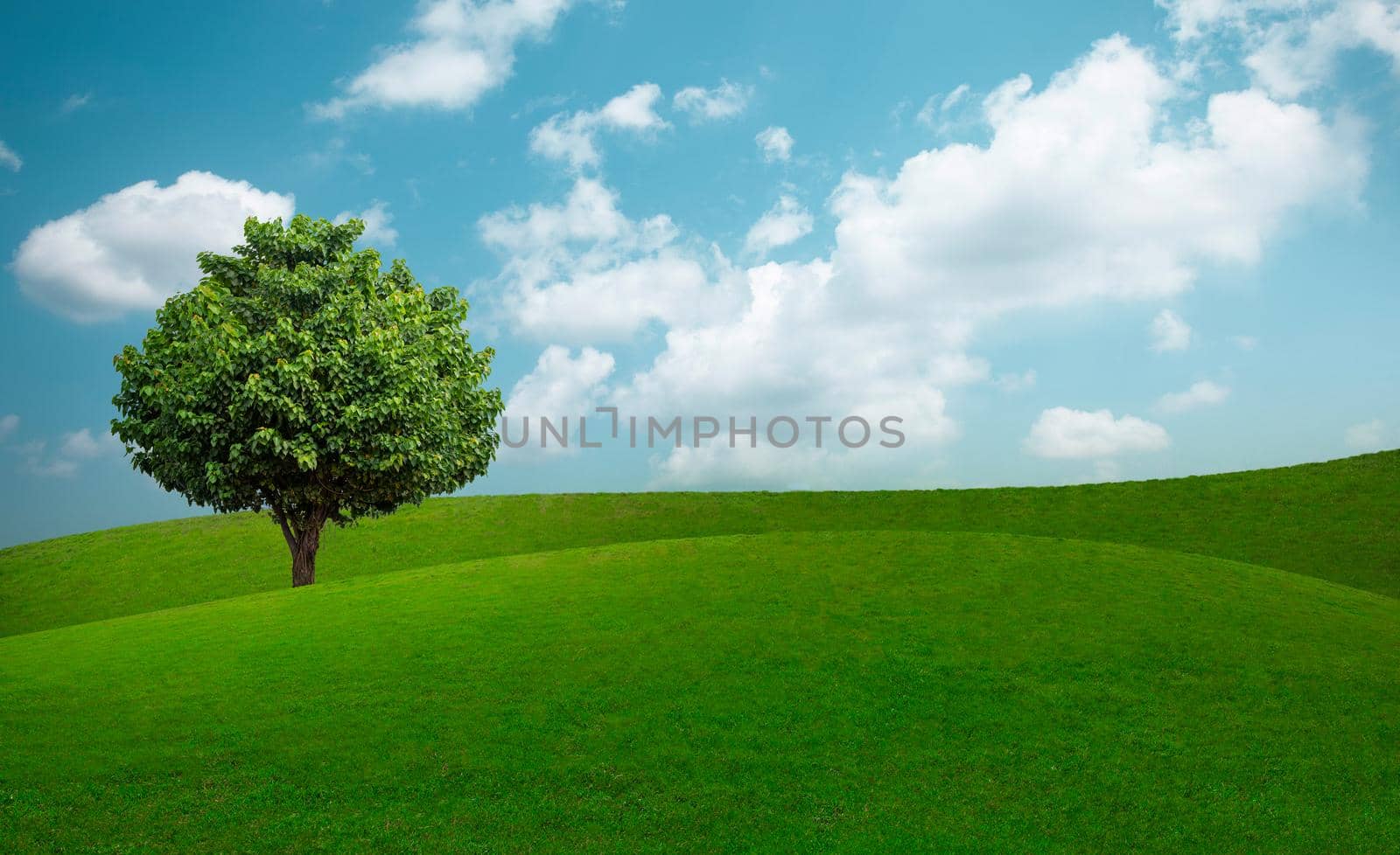 Green tree and green grass on slope with white clouds and blue sky. by thanumporn