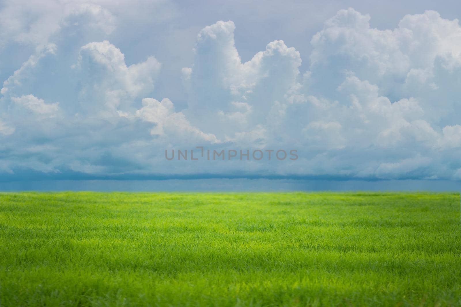 Field of green fresh grass under blue sky. by thanumporn