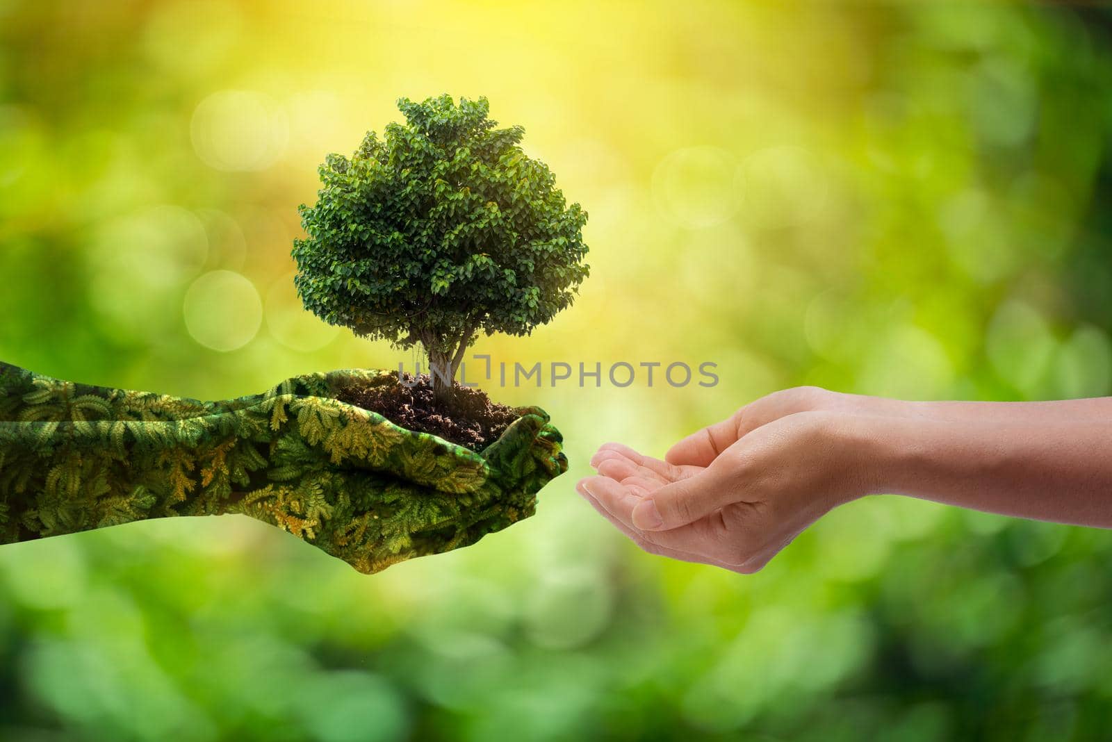 environment Earth Day Hands from nature. Girl hands holding trees growing on bokeh green background. Ecology and Nature concept. by thanumporn