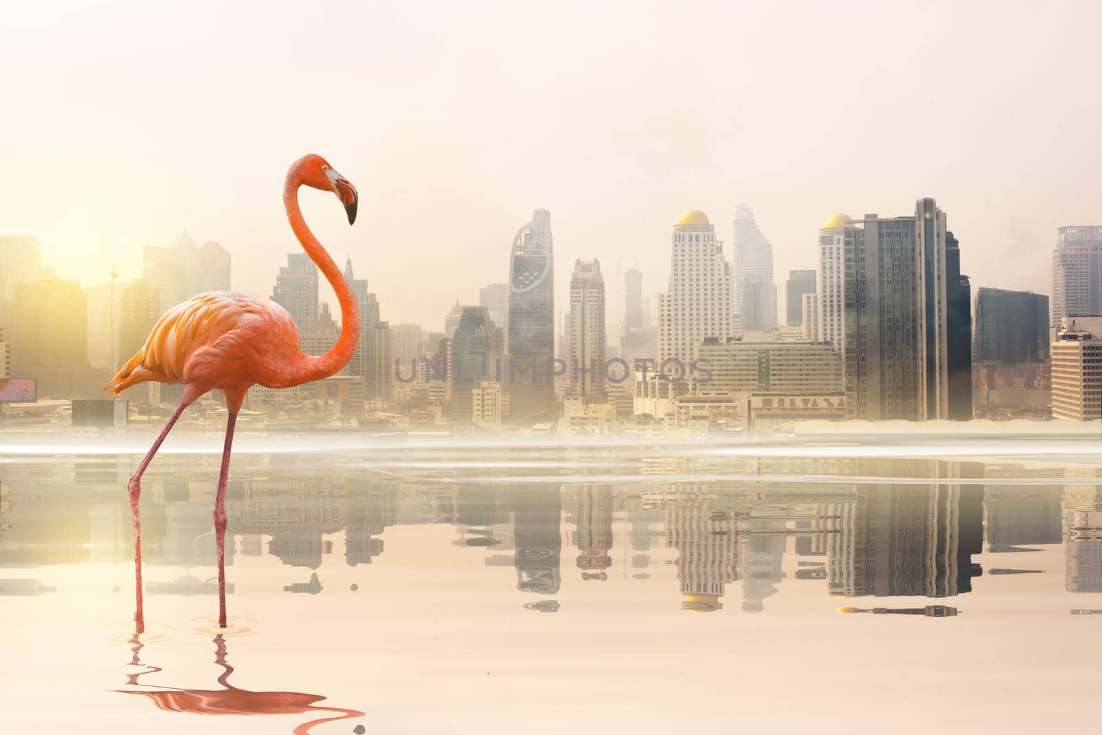 A flamingo walking on the lake in the city background and The light of sun reflection on lake. by thanumporn