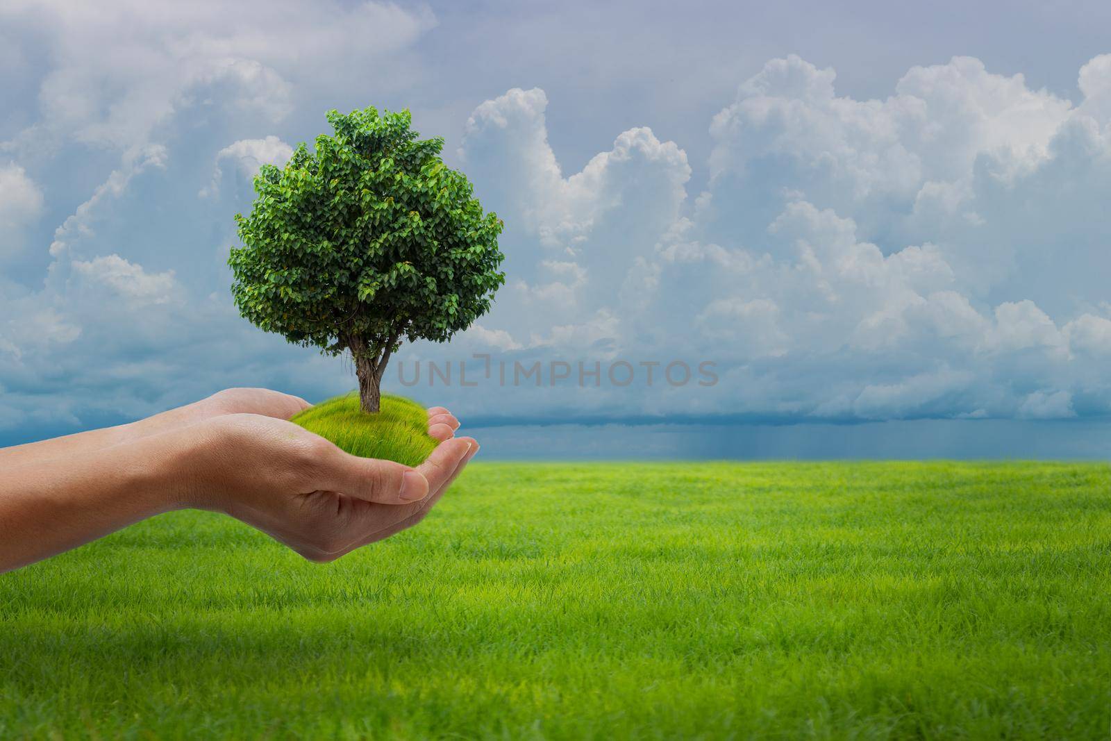 Eco earth day concept: Human hands holding big growth plant over green field and blue sky background. by thanumporn
