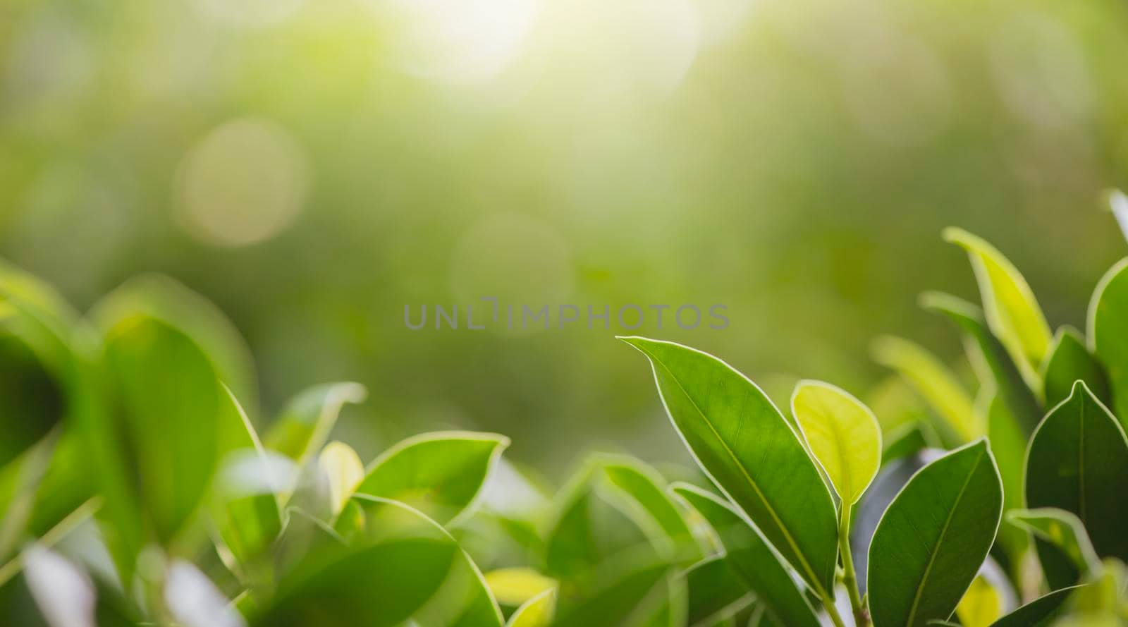 Closeup nature view of green leaf in the beams of sunlight. Natural green plants landscape, ecology, fresh wallpaper concept.