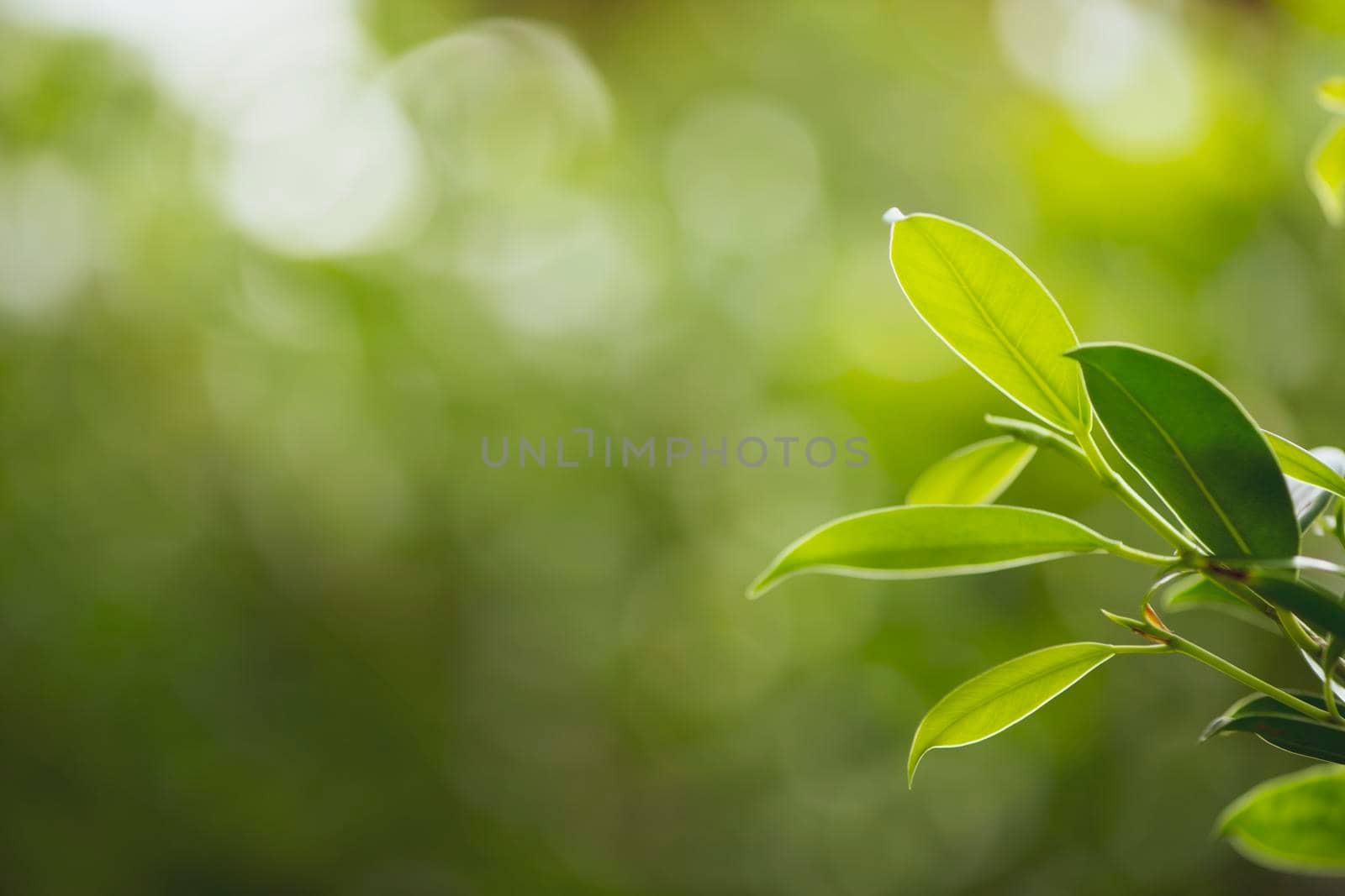 Closeup nature view of green leaf in the beams of sunlight. Natural green plants landscape, ecology, fresh wallpaper concept. by thanumporn