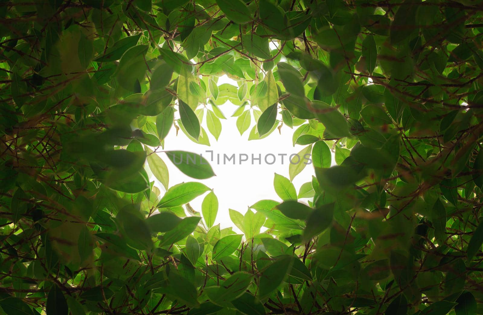 Closeup nature view of green leaf in the beams of sunlight. Natural green plants landscape, ecology, fresh wallpaper concept.