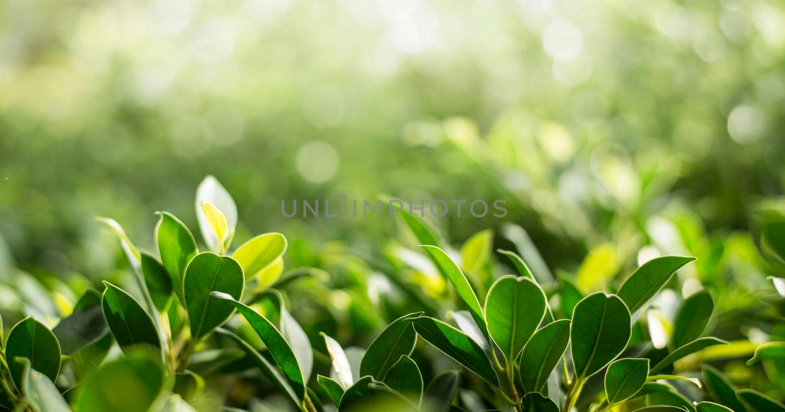 Closeup nature view of green leaf in the beams of sunlight. Natural green plants landscape, ecology, fresh wallpaper concept. by thanumporn