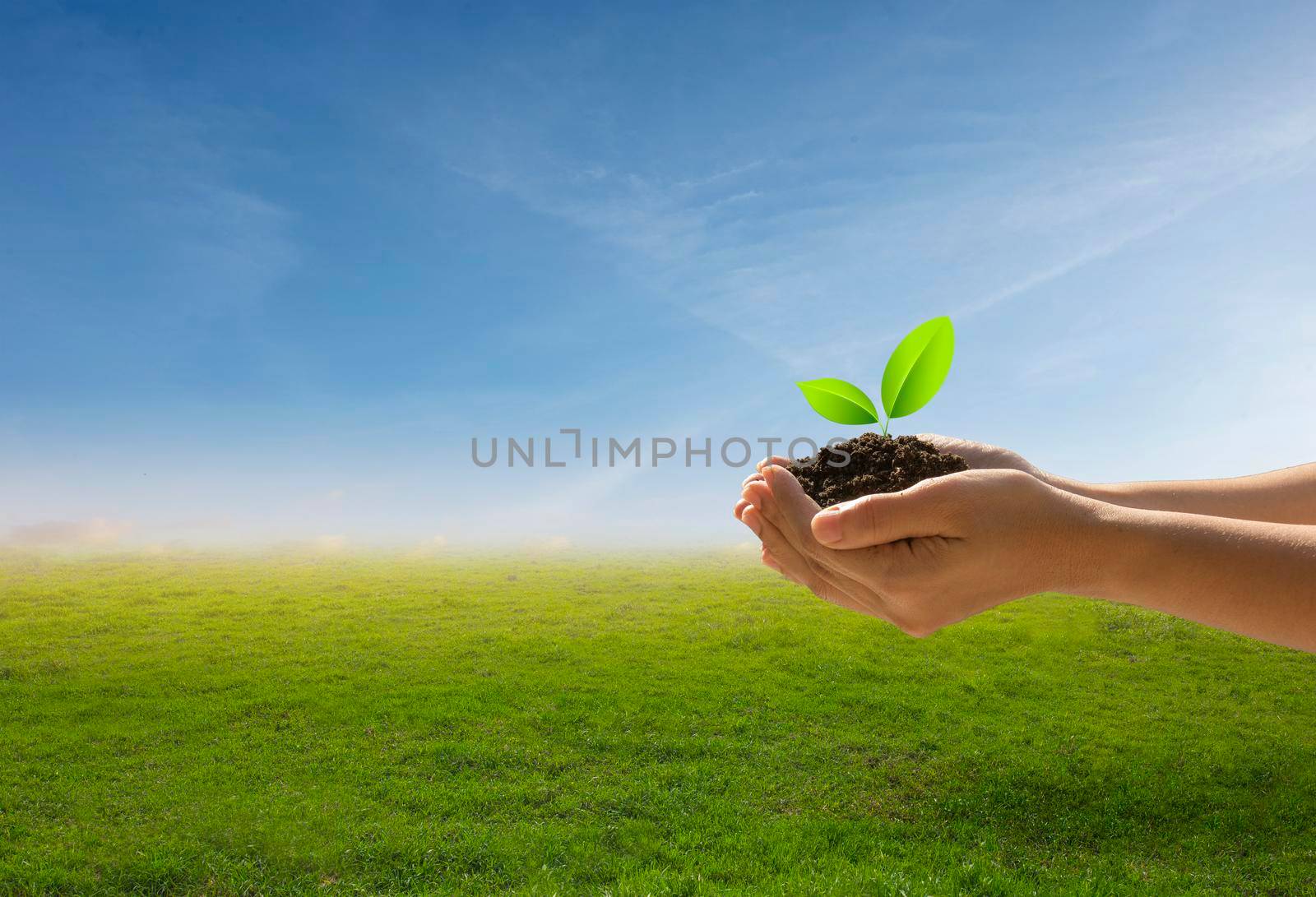 Hands holding a tree against a blue sky on nature field grass. Forest conservation and Eco concept.