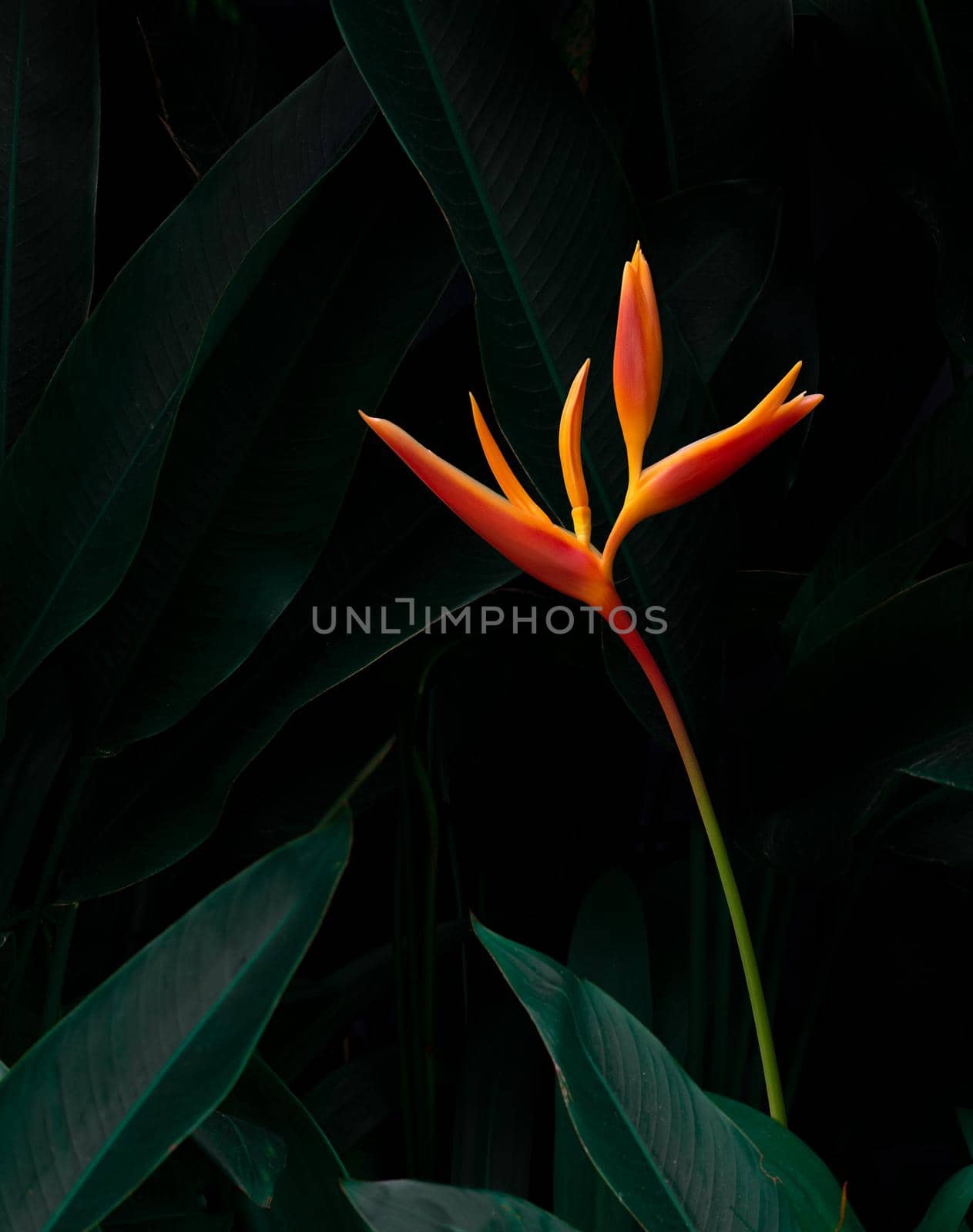 exotic flower on dark green tropical foliage nature background.