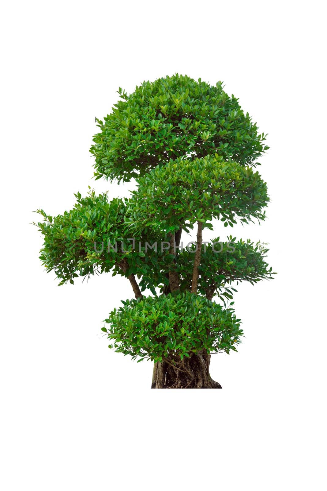 Green tree isolated on a white background.