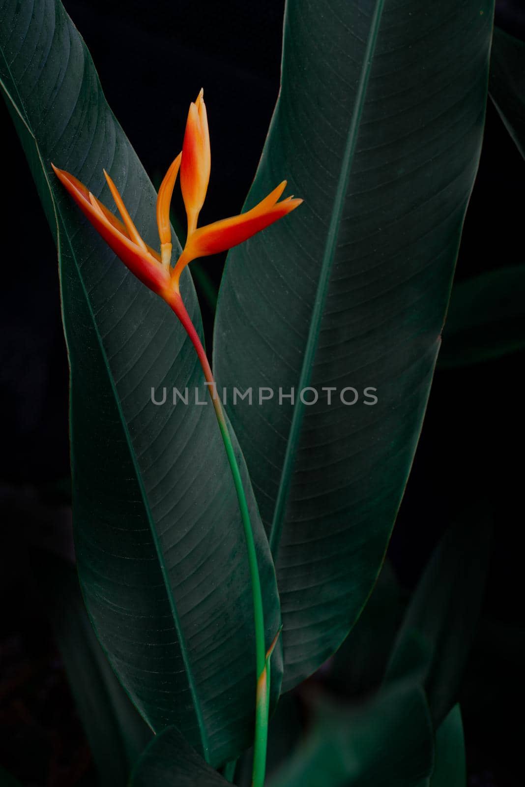 exotic flower on dark green tropical foliage nature background.