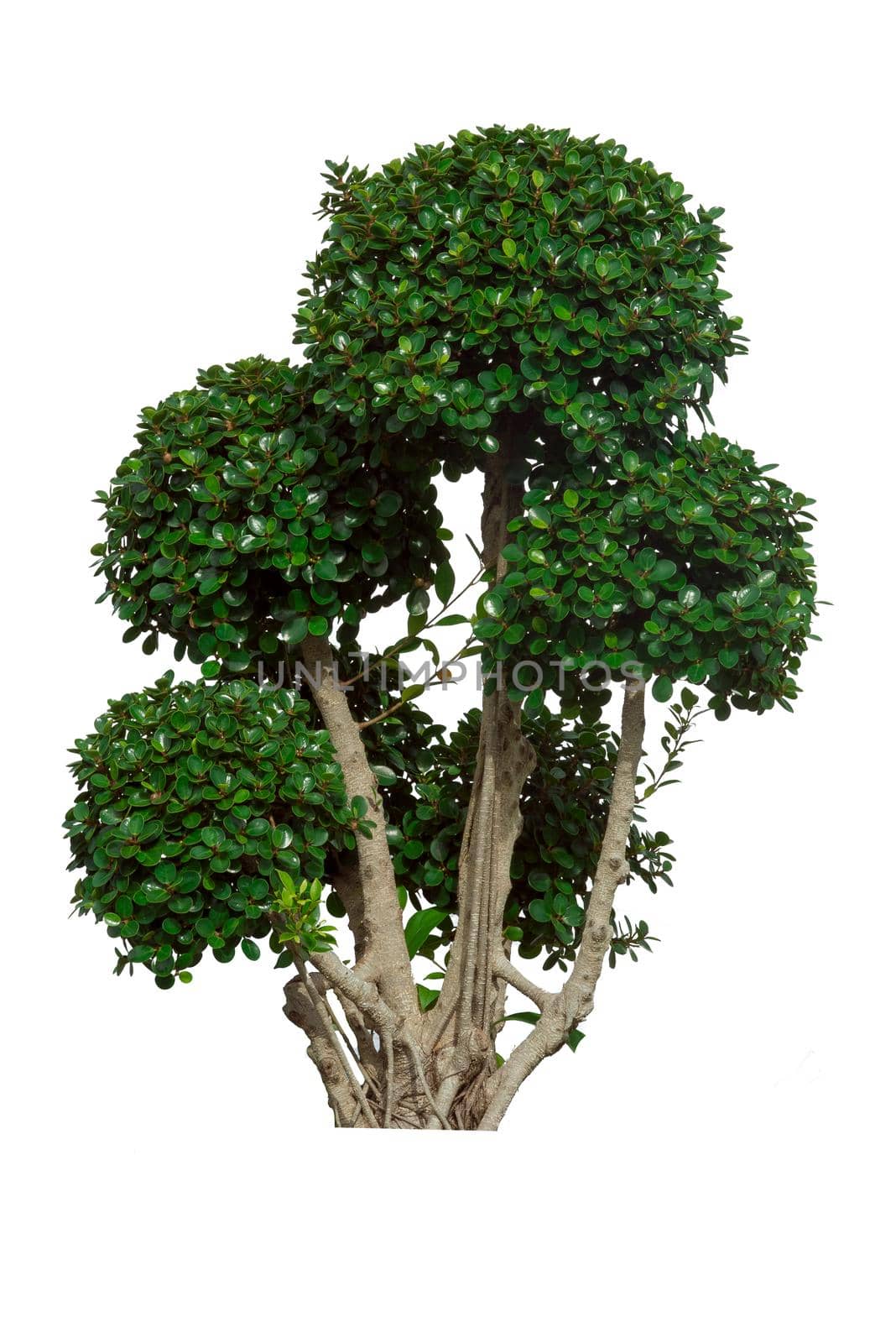 Green bush tree isolated on a white background.