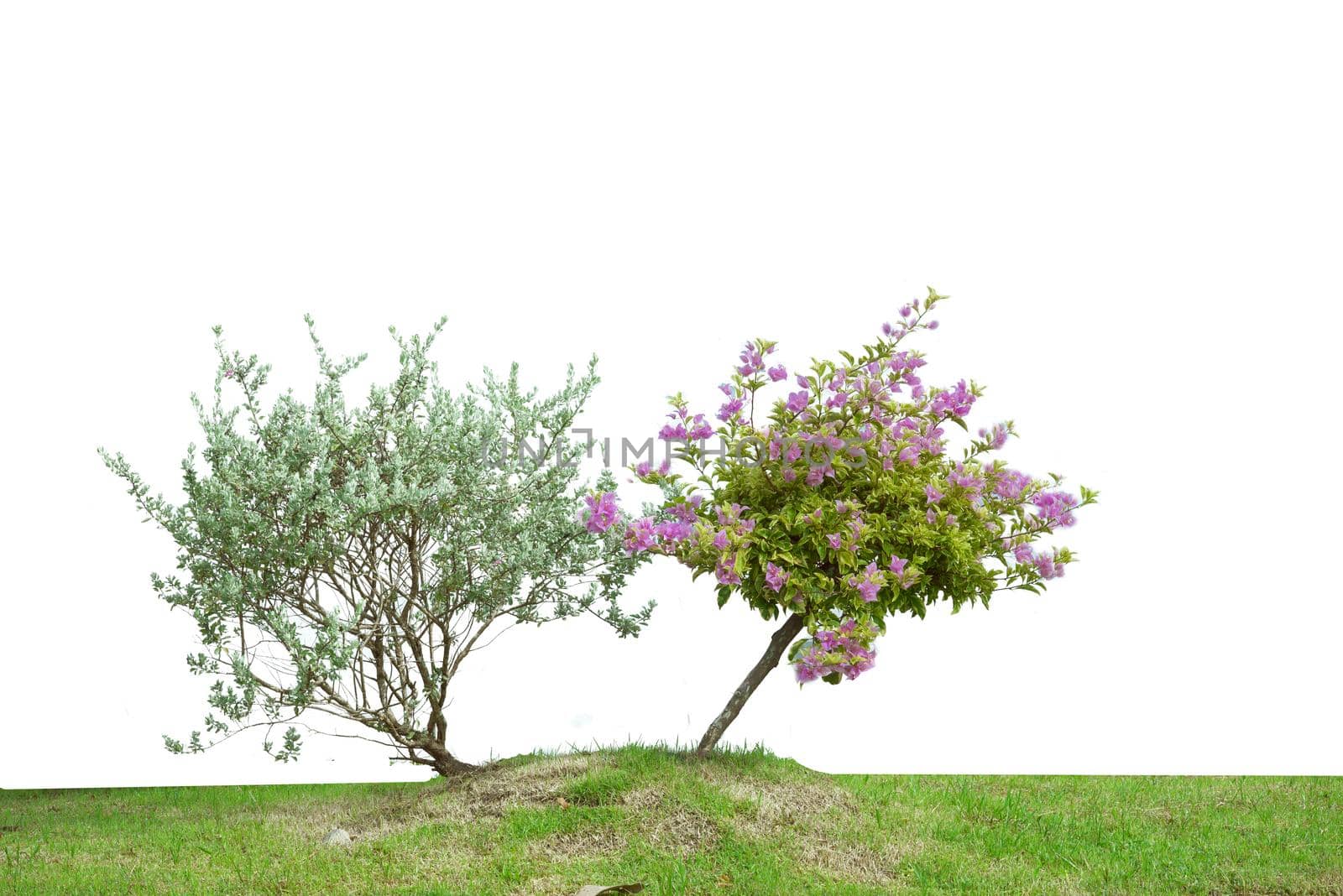 Bougainvilleas and green tree isolated on white background.