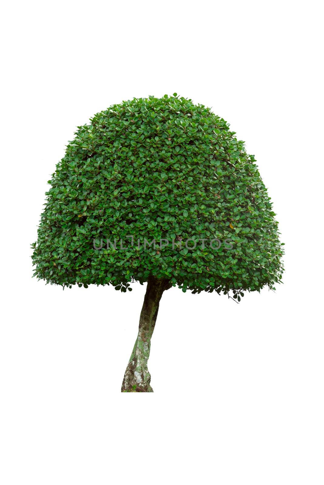 Green bush tree isolated on white background.