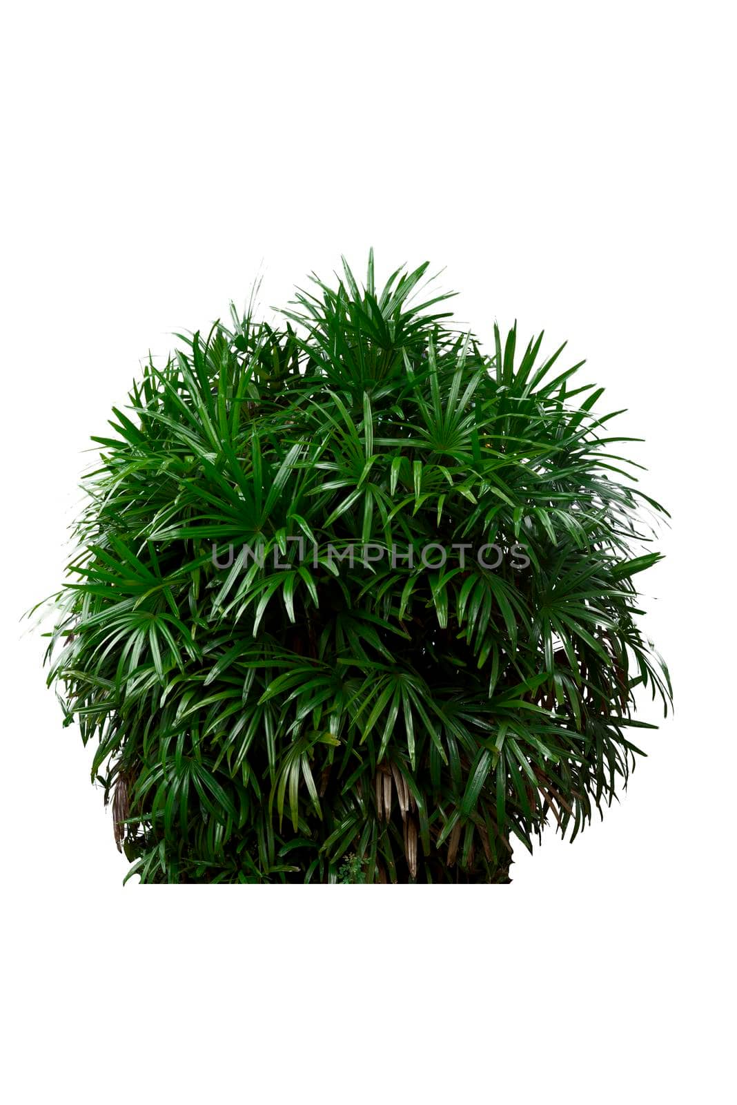 Green bush tree isolated on white background.