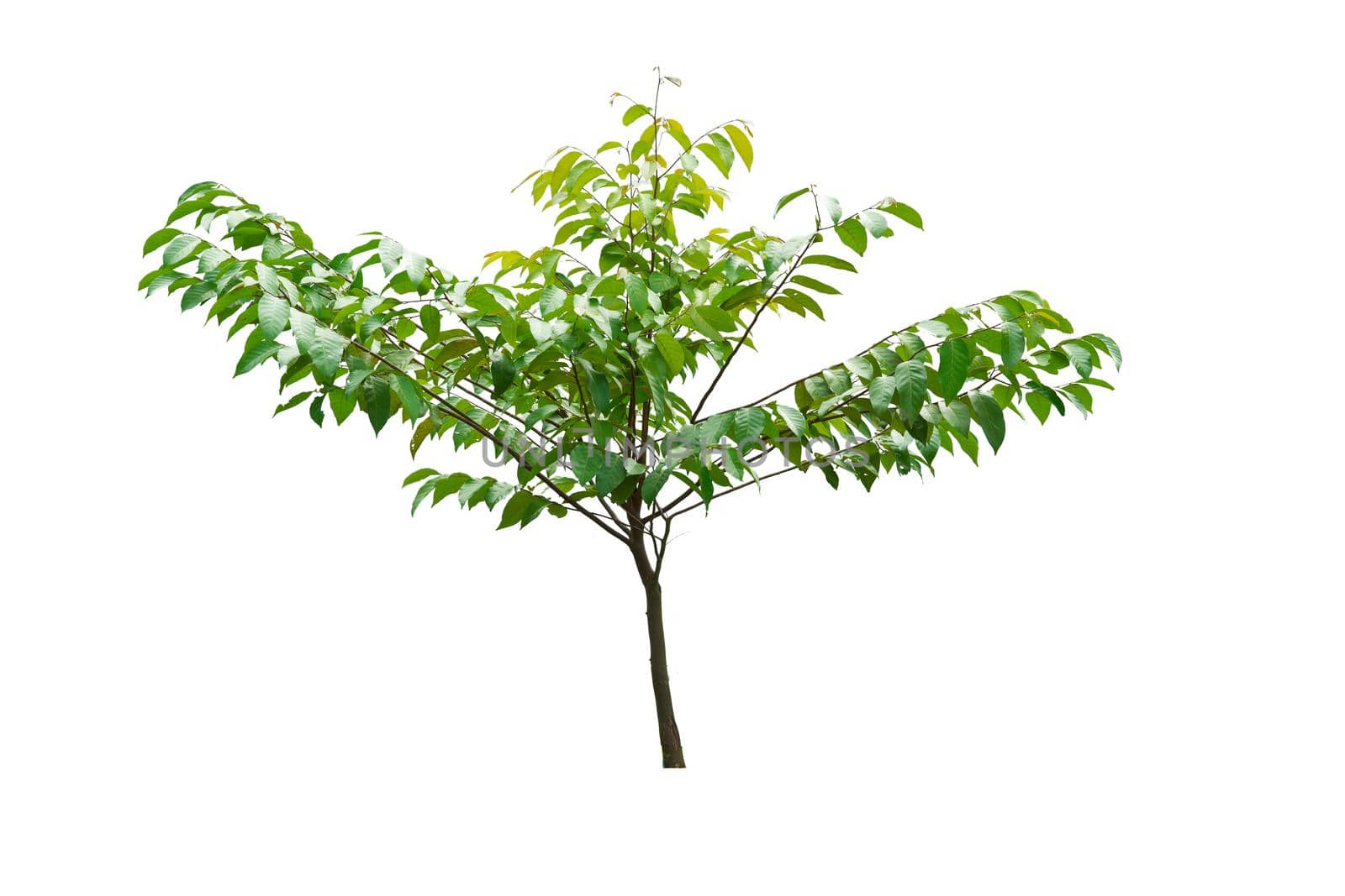 Green tree isolated on a white background.