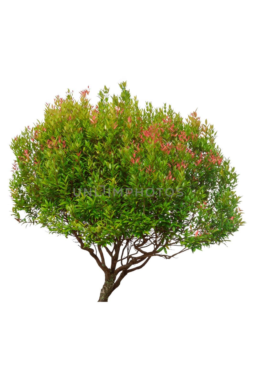 flower  bush tree isolated on white background.