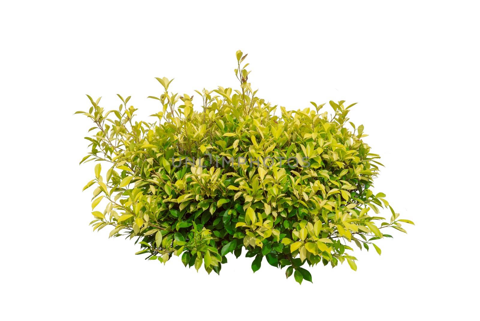 Tropical bush tree isolated on white background with clipping path.