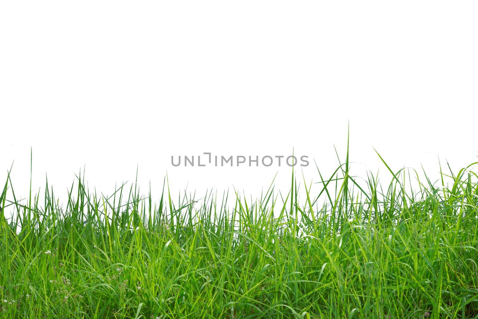 Green grass isolated on white background by thanumporn