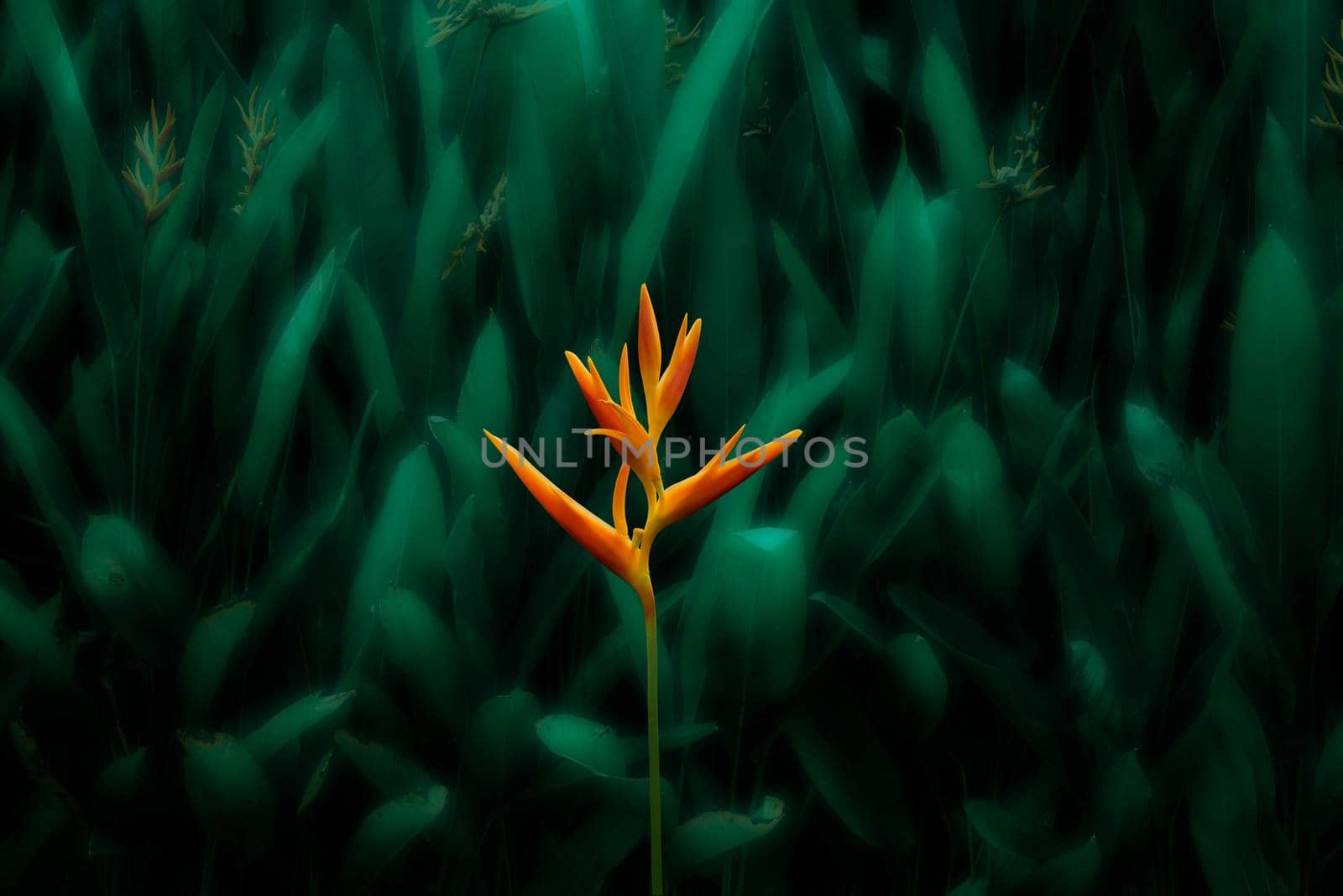 Orange tropical exotic flowers blooming on lush leaf, dark green nature background.