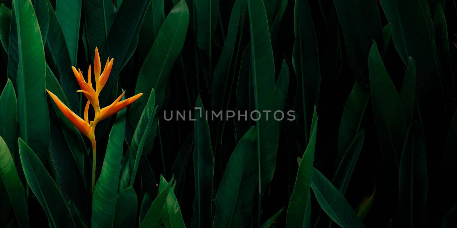 Orange Heliconia Flower with Lush Dark Tropical Foliage Background.