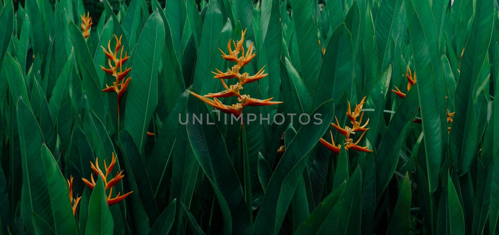Many orange tropical exotic flowers blooming on lush leaf, dark green nature background. by thanumporn