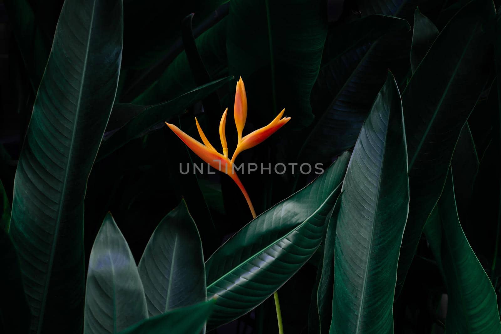 exotic flower on dark green tropical foliage nature background.