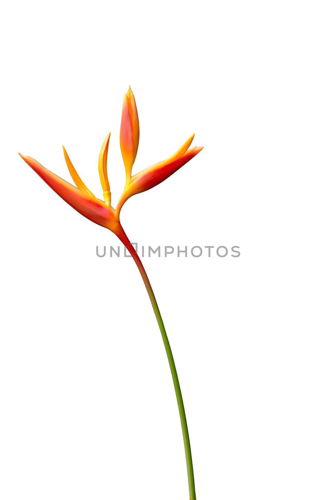 Colorful flower isolate white background by thanumporn